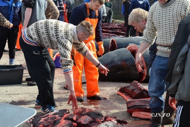 Grindadrap, dauphins massacre, îles Feroé