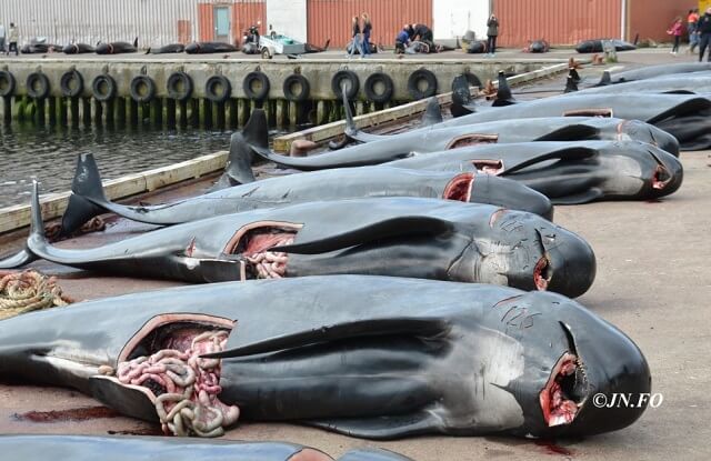 Grindadrap, dauphins massacre, îles Feroé