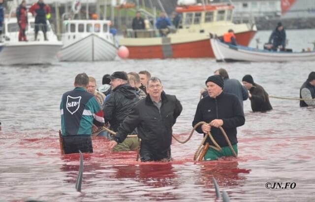 Grindadrap, dauphins massacre, îles Feroé