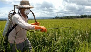 Le désherbant RoundUp ne devrait plus être en vente libre dès 2016 RoundUp retiré de la vente en France en 2016, glyphosate