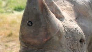Des rhinocéros équipés de caméra pour dissuader les braconniers camera rhinocéros anti-braconnage