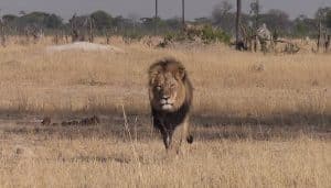 Un guide de safari tué par un lion dans le parc où vivait Cecil cecil, lion, mort, chasse