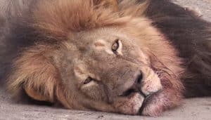 La pétition réclamant justice pour Cecil le lion recueille des milliers de signatures