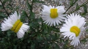 fukushima, marguerittes, mutantes