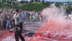 Grindadráp: les îles Féroé ont remis ça en tuant 250 dauphins grindadrap, iles féroé perpétuent la tradition