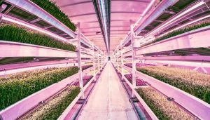 La première ferme urbaine souterraine au monde ouvre ses portes à Londres Growing Underground, ferme souterraine à Londres