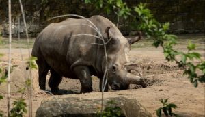 Nabiré, l’un des cinq derniers rhinocéros blancs au monde est mort Nabiré, rhinoceros blanc mort