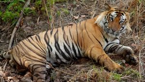 Le tigre du Bengale menacé d’extinction dans son territoire historique sundarbans, tigres, bangladesh, extinction