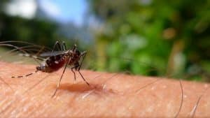 Vaccin contre le paludisme