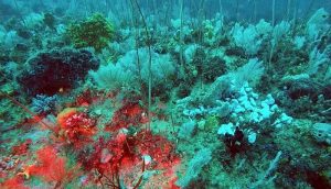barrière de corail, Victoria Park, Australie