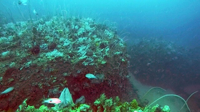 barrière de corail, Victoria Park, Australie