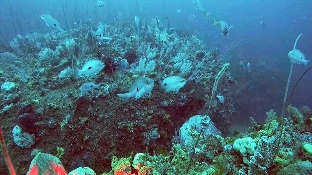 barrière de corail, Victoria Park, Australie