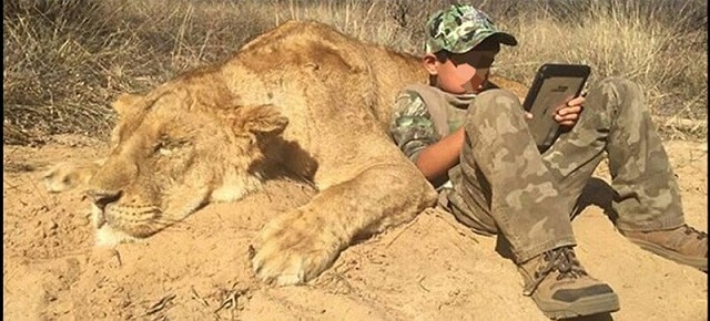 enfant, lion, mort, safari