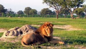 Jericho, le frère de Cecil le lion, n’est pas mort jericho lion pas mort, frère cecil