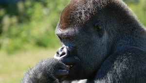 Koko, le plus célèbre des gorilles montre des signes de début de parole koko, langage, parole, singe