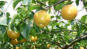 Un remède naturel contre la gueule de bois a été découvert Poires nashi, poires coréennes, gueule de bois, remède