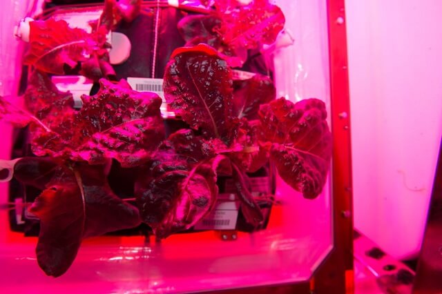 salade, récolte, NASA