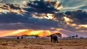 À quoi ressemblerait la Terre si les humains n’avaient pas existé ? La Terre sans l'humanité