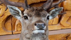 Trois compagnies aériennes américaines bannissent les trophées de chasse Trophée de chasse