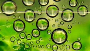 Algocarburant: des micro-algues capables de produire des bio-carburants algocarburants, bio-carburants, algues