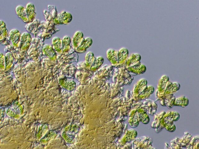 algue, Botryococcus