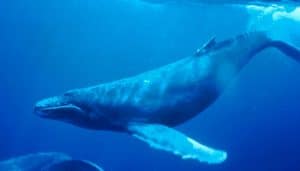 baleine, population marine, océan