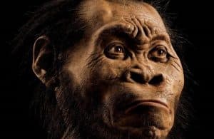 Afrique du Sud: découverte d’une ancienne espèce humaine inconnue Homo naledi, espèce humaine