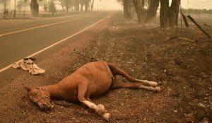 La Californie ravagée par de violents incendies incendie, Californie, feu