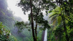 La Terre compte 3000 milliards d’arbres nombre d'arbres sur Terre, nature