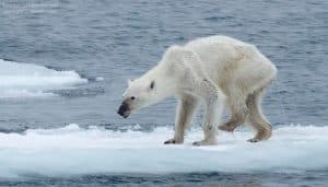 La photo d’un ours polaire squelettique provoque l’indignation des internautes ours polaire squelettique, norvege