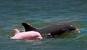 Pinky, le rare dauphin rose, a été repéré en Louisiane pinky, dauphin rose, albinos
