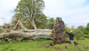 Un squelette datant de l’époque médiévale découvert sous un arbre déraciné en Irlande squelette, Irlande, arbre