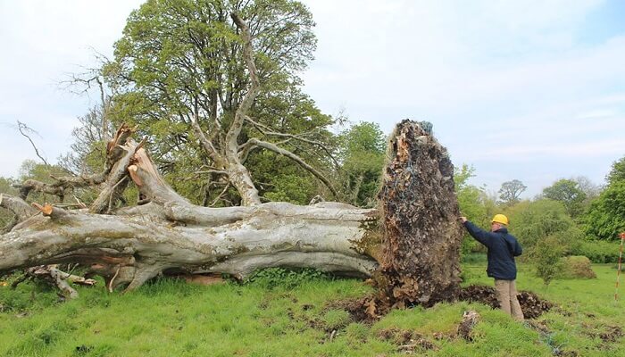 Un squelette datant de l’époque médiévale découvert sous un arbre déraciné en Irlande squelette, Irlande, arbre