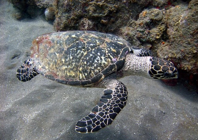 tortue imbriquée