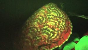 Voici la première tortue de mer fluorescente jamais découverte tortue imbriquée fluorescente