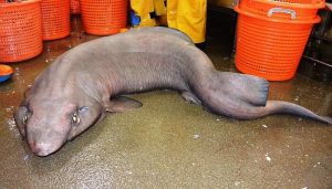 Un faux requin-chat pêché au large de l’Ecosse faux requin-chat, étrange créature