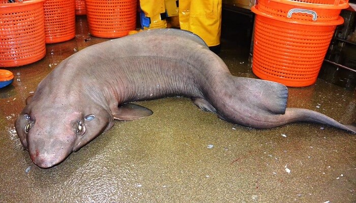Un faux requin-chat pêché au large de l’Ecosse faux requin-chat, étrange créature