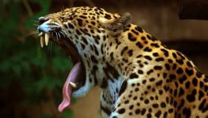 Jaguar au Bresil abattu suite au passage de la flamme olympique