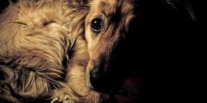Le festival de la viande de chien ouvre aujourd’hui à Yulin