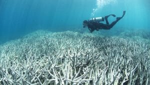 Le blanchiment de la Grande Barrière de corail va coûter cher à l’Australie