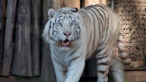Zoo, Buenos Aires, Tigre
