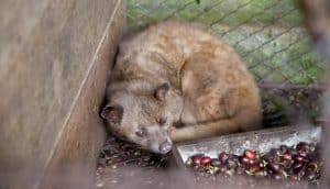 Le café le plus cher du monde est un cauchemar pour l’animal qui le produit