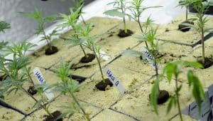 Légalisation du cannabis en Californie