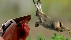 La chasse en France le dimanche