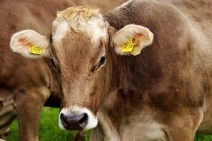 La viande bovine potentielle contaminée par la tuberculose ?