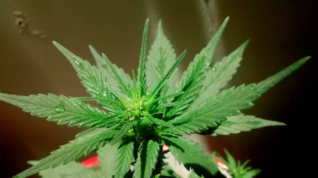 La peine de mort pour les dealers ?