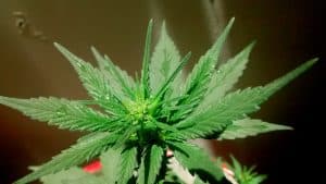 La peine de mort pour les dealers ?