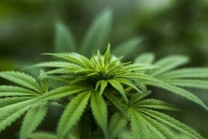 Cannabis : une amende de 300 euros prévue pour les consommateurs
