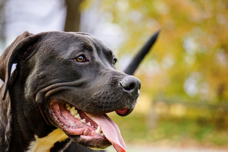 Marseille : 3 enfants attaqués par un pitbull sur la plage