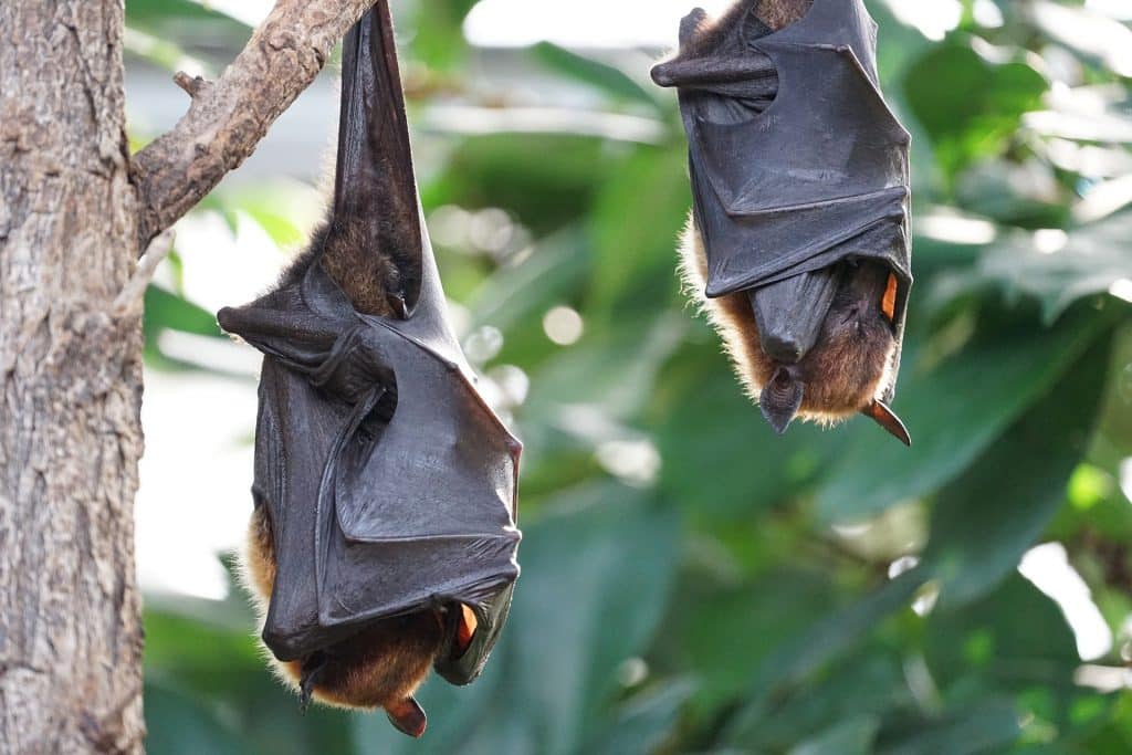 Inde : le virus de Nipah continue de faire des victimes